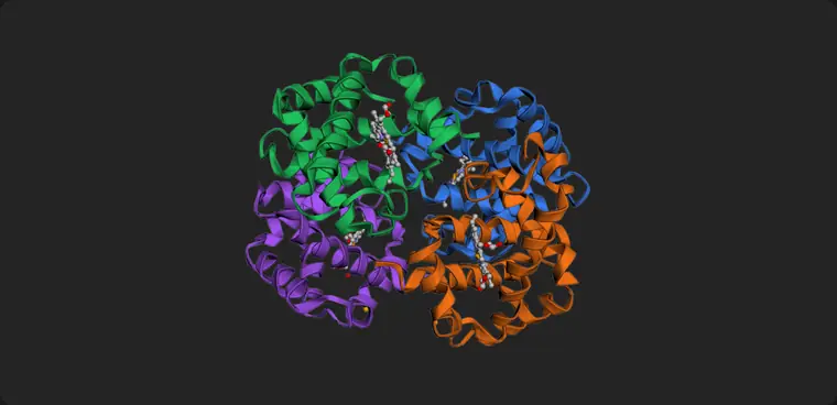 Animation: haemoglobin rotating as its four chains are recoloured one at a time by subunit.