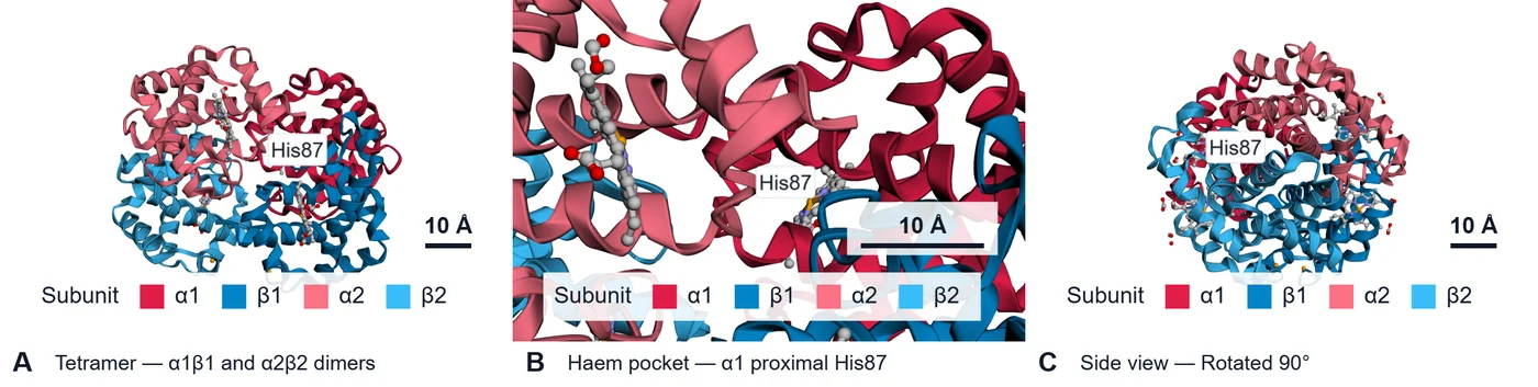 Three-panel haemoglobin figure exported by the viewer: the tetramer, a close-up of the alpha-1 haem pocket with His87 labelled, and a side view, each with a legend reading α1, β1, α2, β2 and a scale bar.